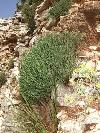 &Uuml;berall auf dem Epirus zu finden: Wild wachsender Oregano (griechisch: Regani)