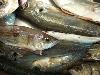 Restaurant: Fischers Fritze fischt...